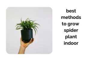 Grow Spider Plant Indoor: Best Methods for Strong Roots and Leaves