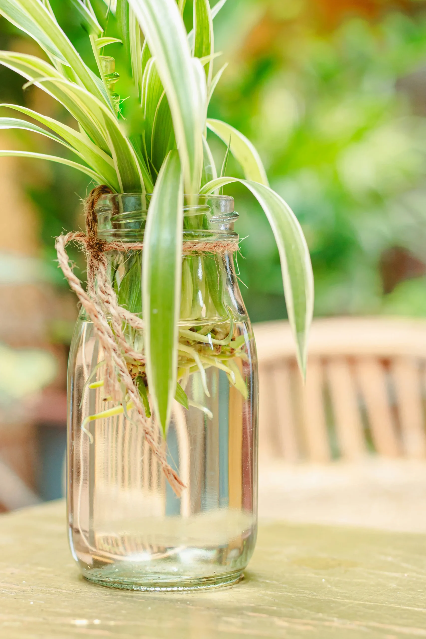 spider plant growing in water