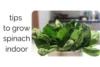 Spinach Indoor: The Ultimate Beginner’s Growing Guide - Post Thumbnail