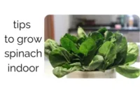 Spinach Indoor: The Ultimate Beginner’s Growing Guide
