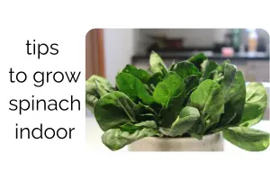 Spinach Indoor: The Ultimate Beginner’s Growing Guide