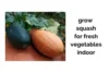 10 Indoor Squash Growing Tips for Bigger Better Harvests - Post Thumbnail