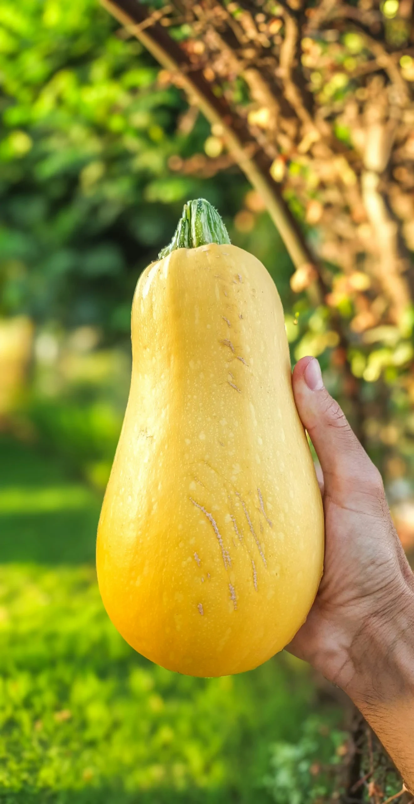 squash