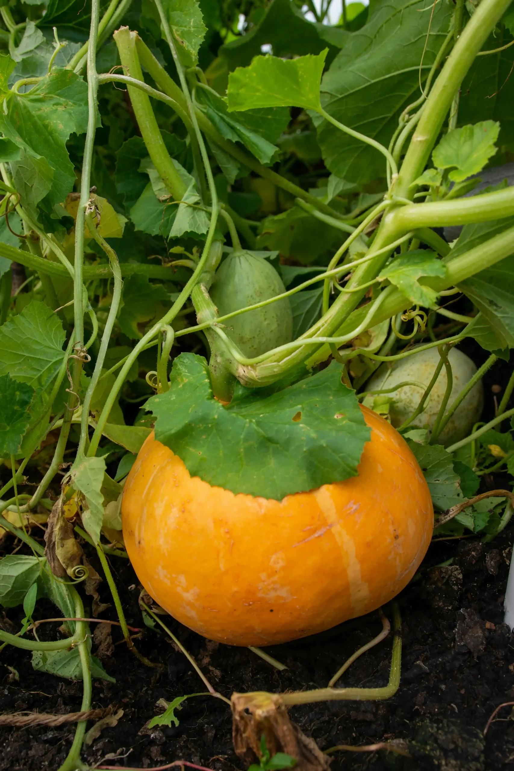 squash