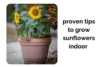 Grow Sunflowers Indoors Faster with These Proven Tips - Post Thumbnail