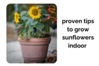 Grow Sunflowers Indoors Faster with These Proven Tips