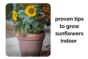 Grow Sunflowers Indoors Faster with These Proven Tips