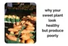 Why Your Sweet Potato Plants Look Healthy but Produce Poorly - Post Thumbnail