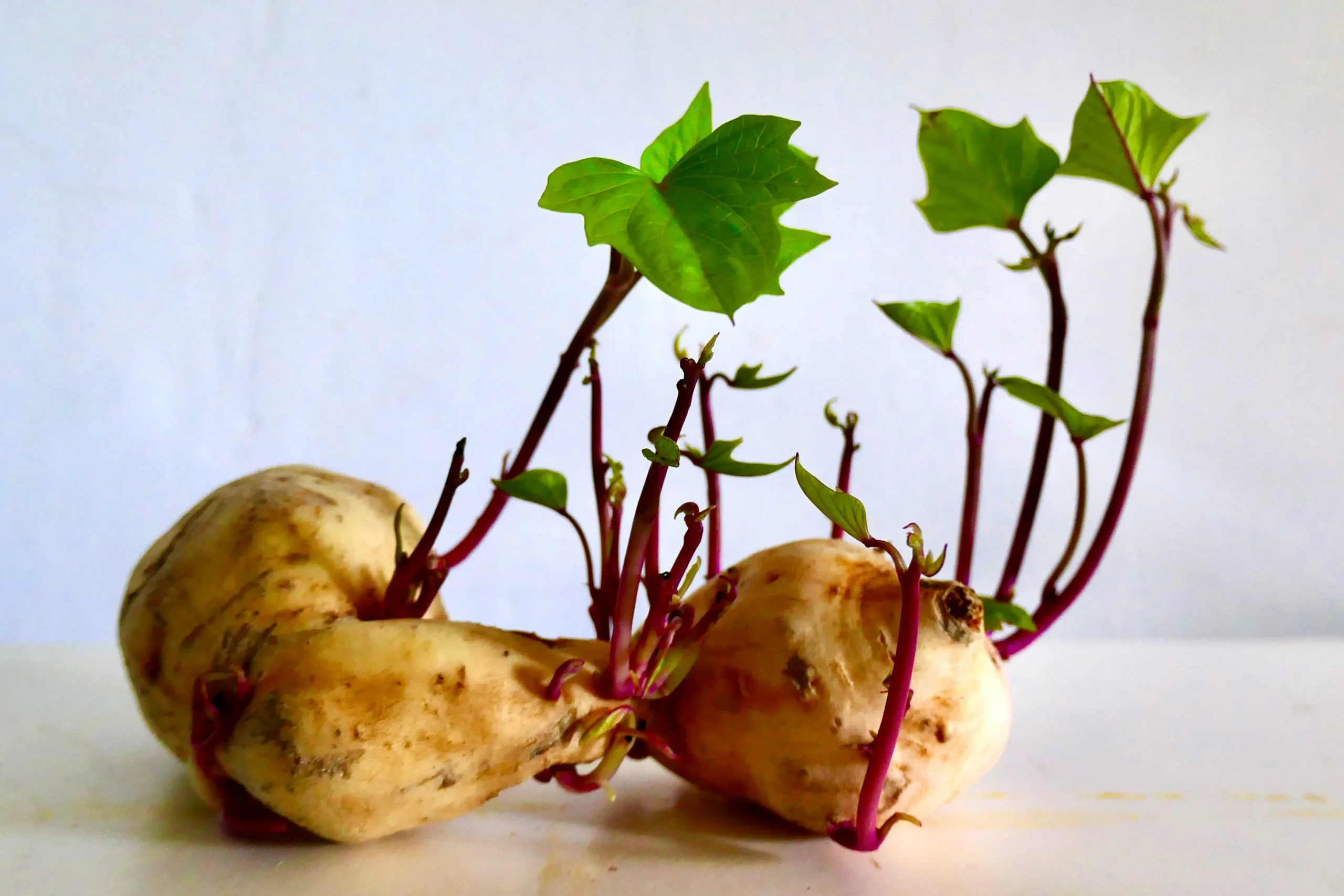 sweet potato