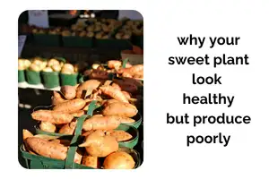 Why Your Sweet Potato Plants Look Healthy but Produce Poorly