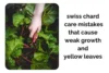 Swiss Chard Care Mistakes That Cause Weak Growth and Yellow Leaves - Post Thumbnail