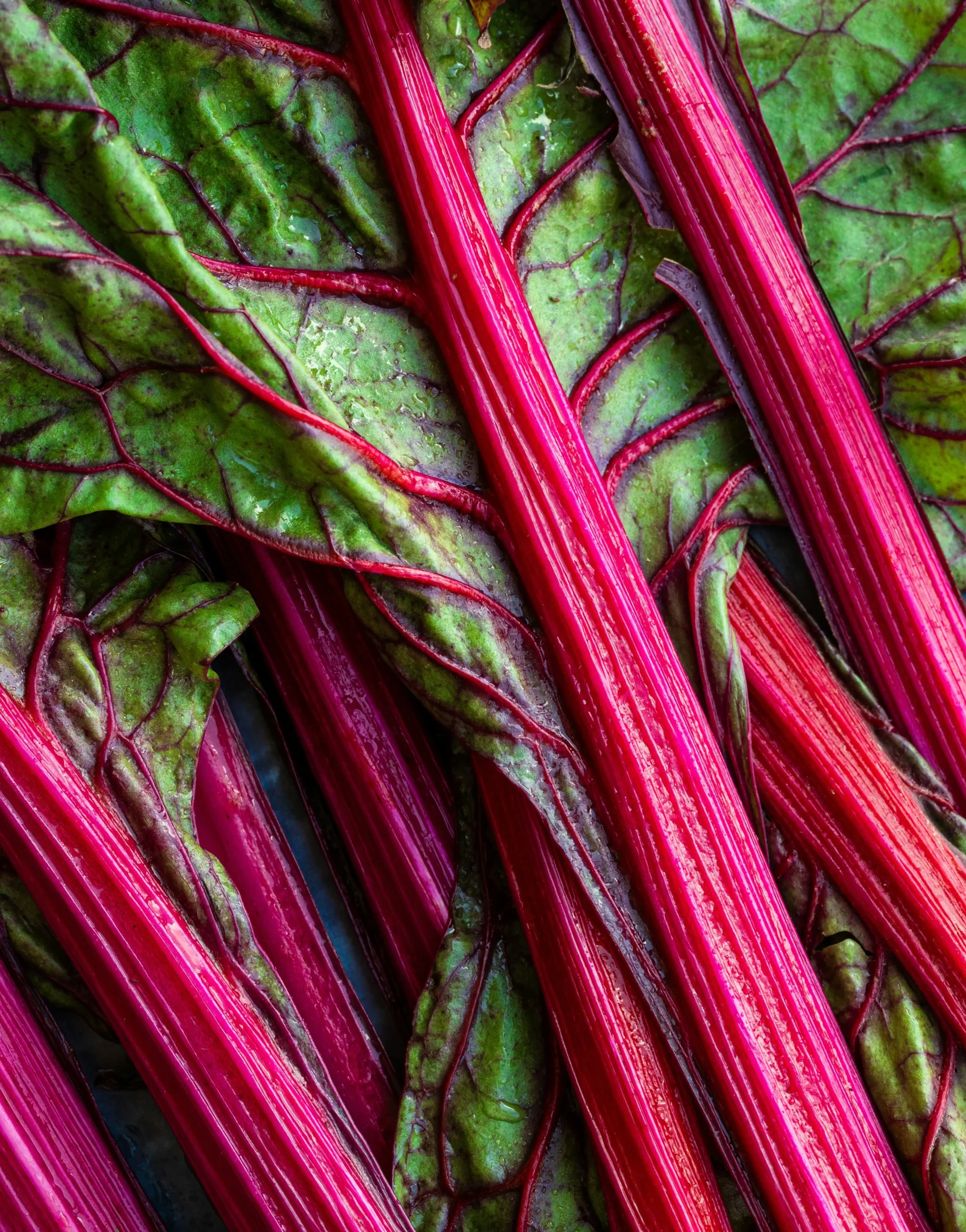 swiss chard 
