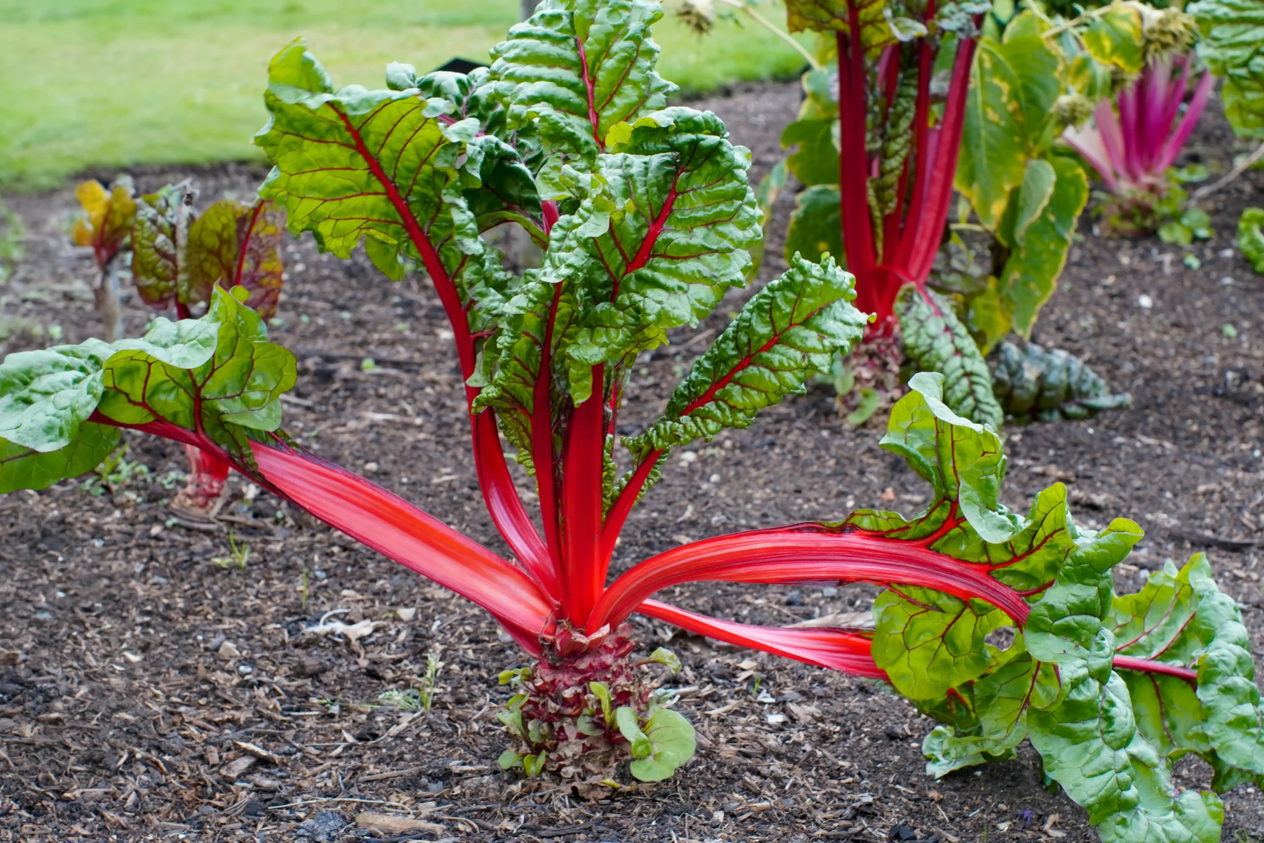 vegetables