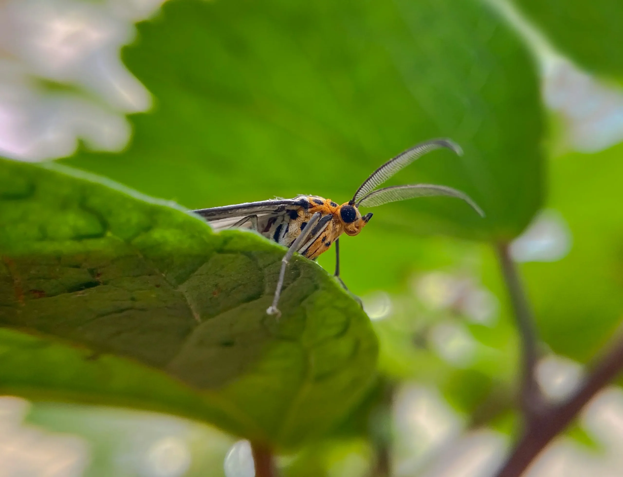 indoor plant pests