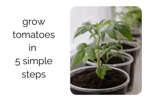 Best Tips for Growing Tomatoes Indoors in Small Spaces