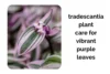 Indoor Tradescantia Plant Care for Vibrant Purple Leaves - Post Thumbnail