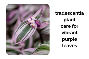 Indoor Tradescantia Plant Care for Vibrant Purple Leaves