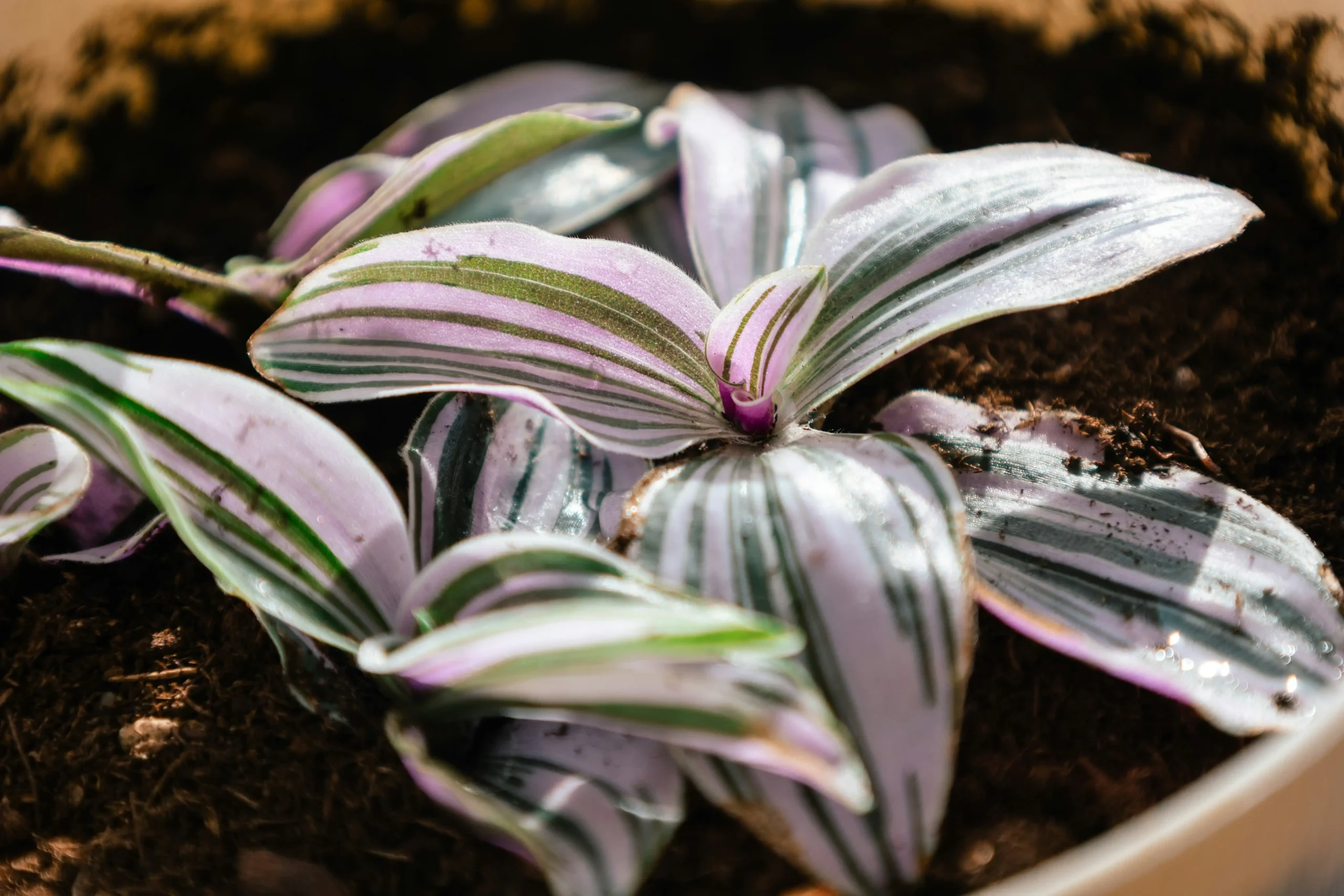 tradescantia