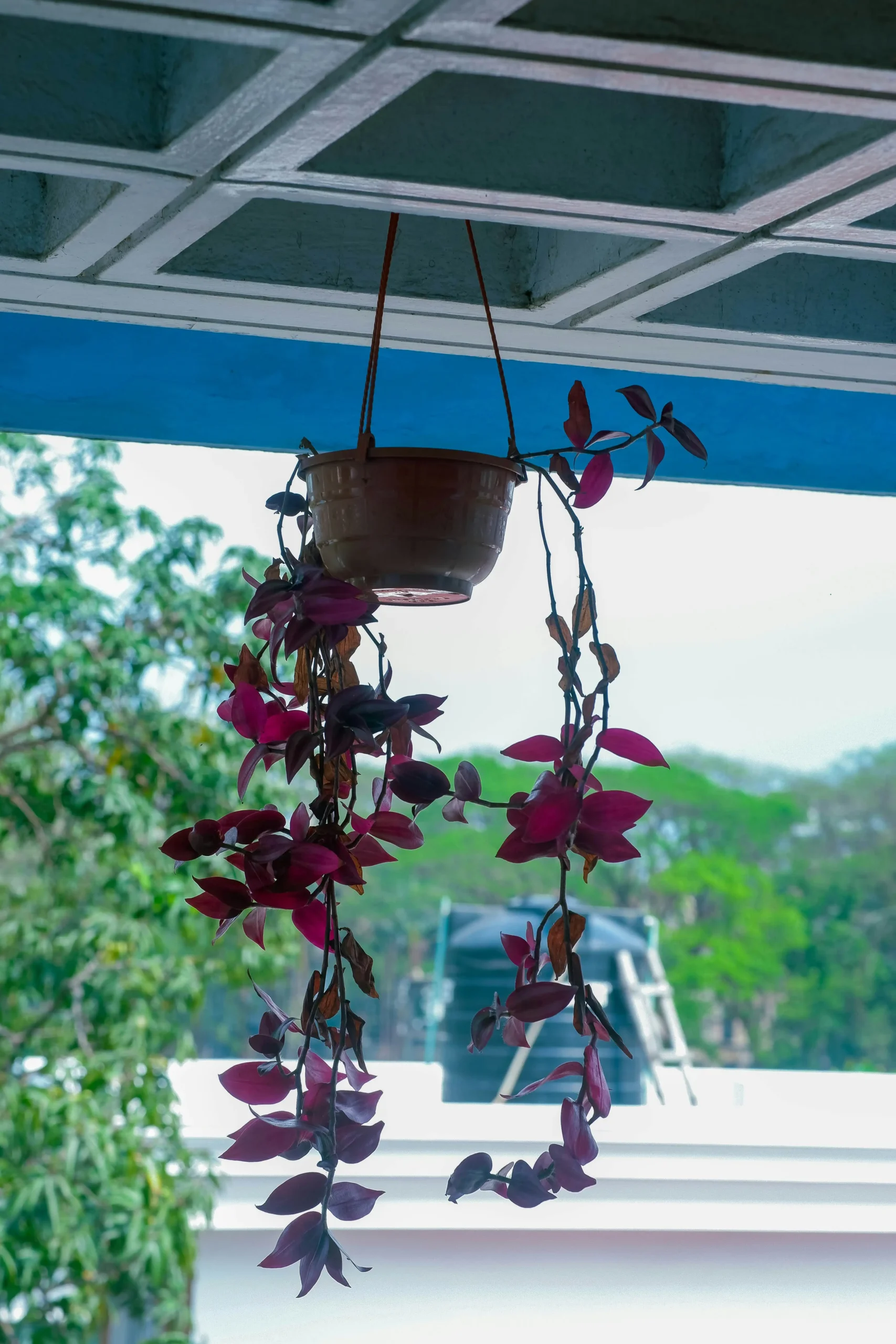 tradescantia 