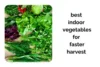 The Best Indoor Vegetables for Faster Harvests and Easy Care - Post Thumbnail