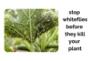 Stop Whiteflies Before They Kill Your Indoor Plants - Post Thumbnail