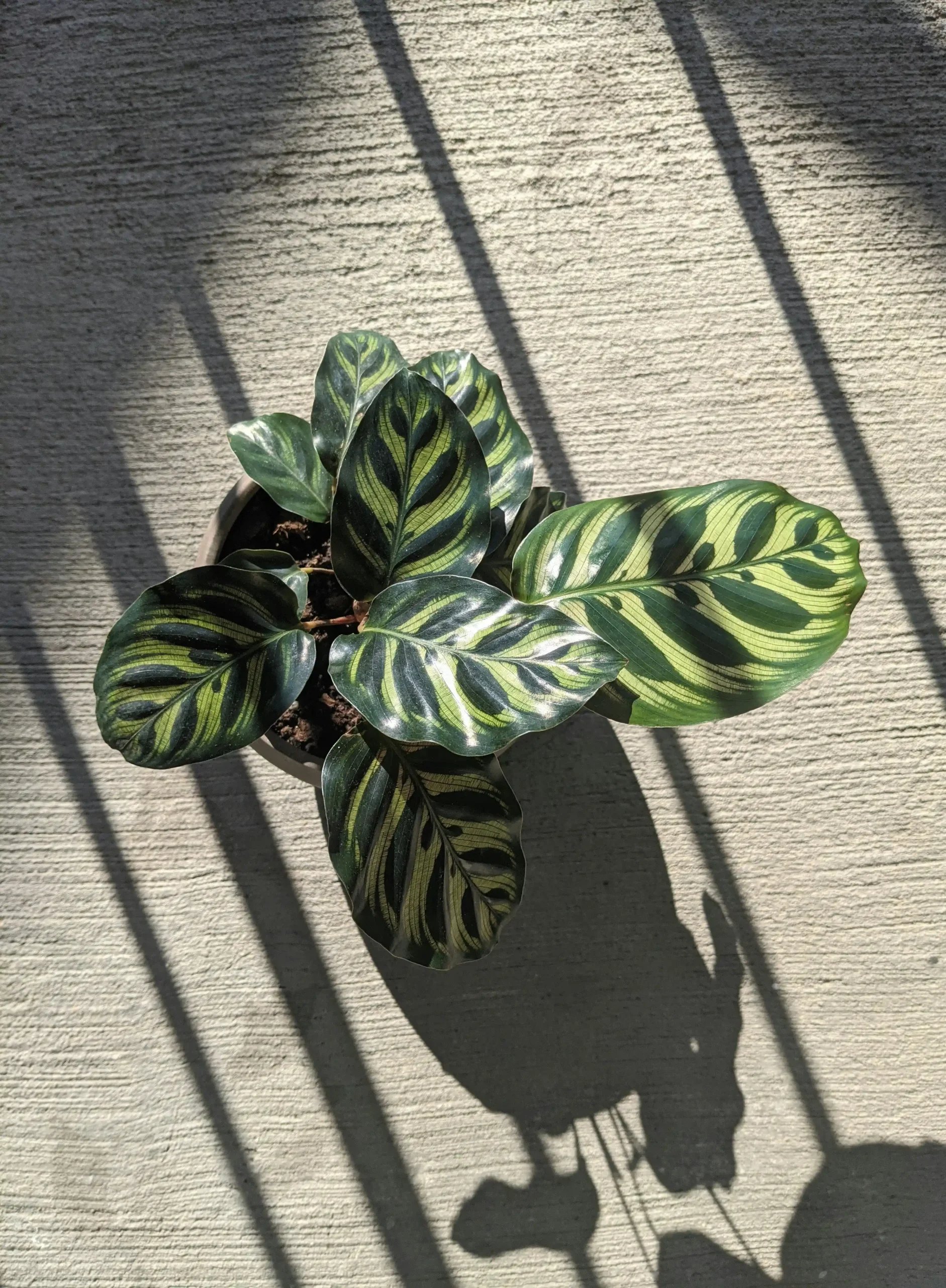 zebra plant