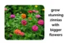 Grow Stunning Zinnias Indoors With Bigger Flowers - Post Thumbnail