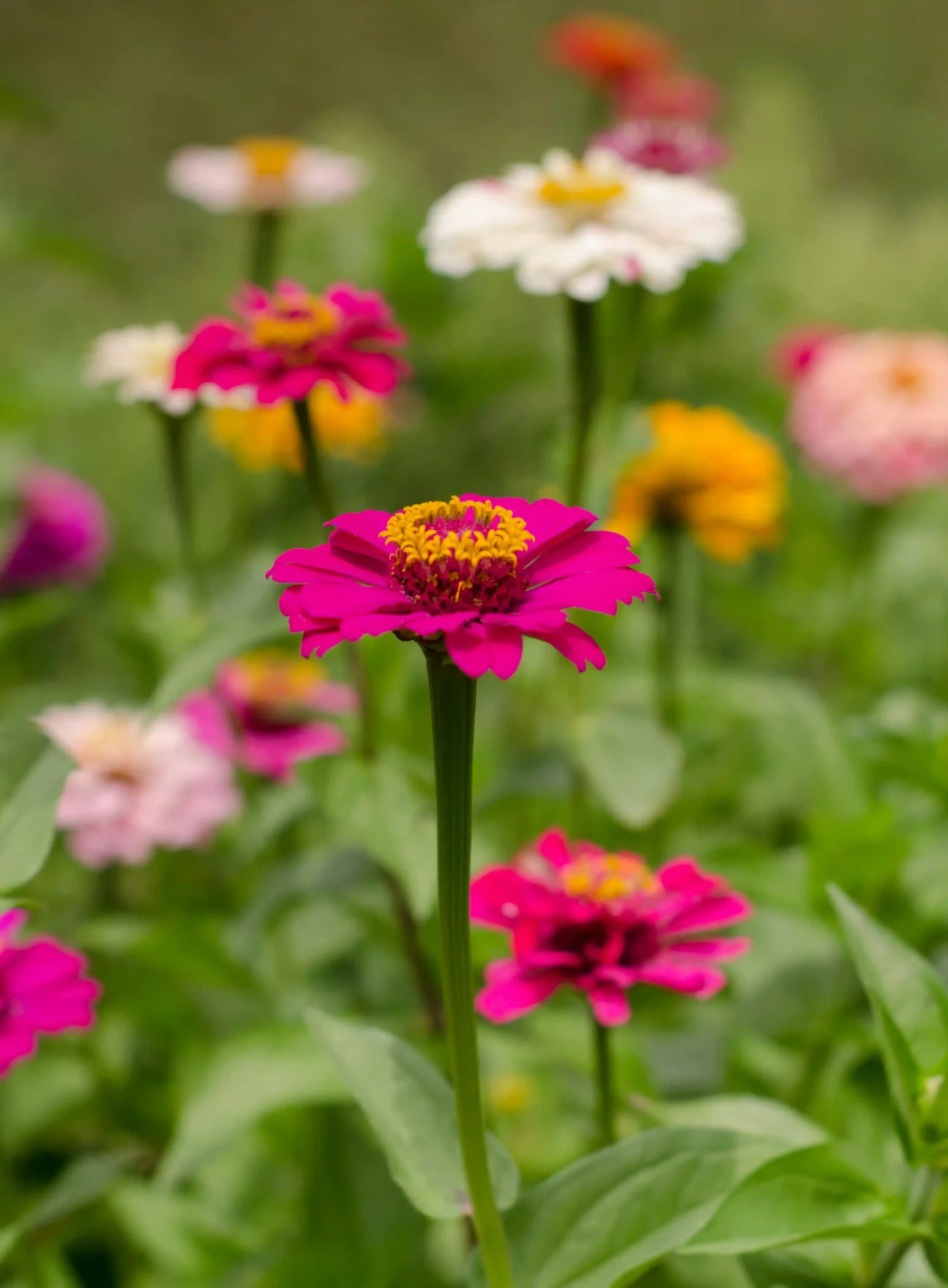 zinnias