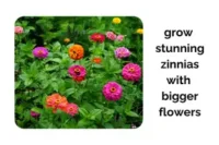 Grow Stunning Zinnias Indoors With Bigger Flowers
