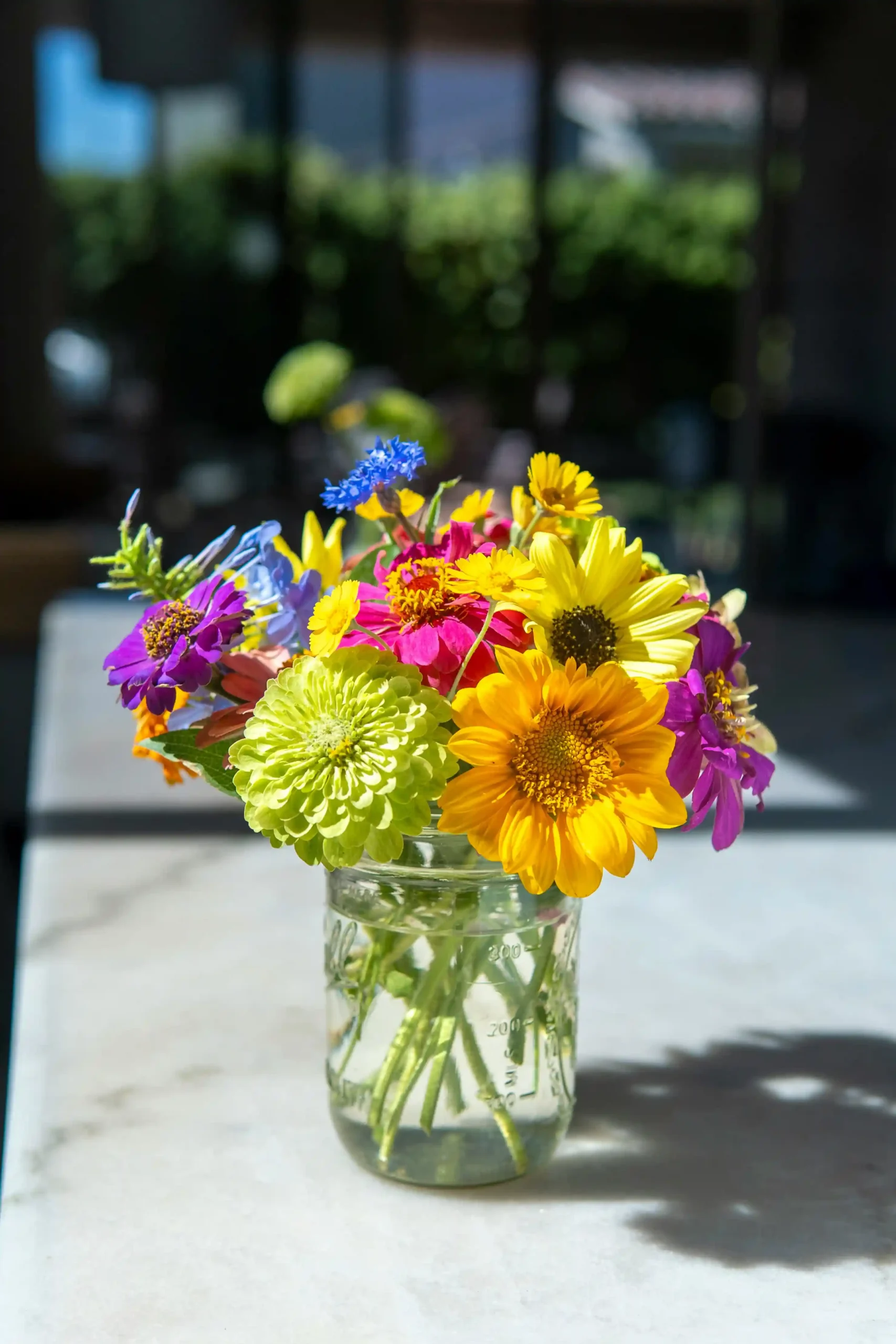 zinnias