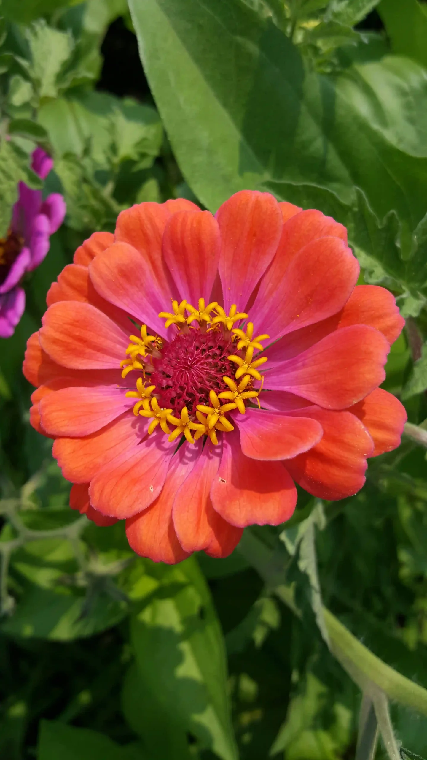zinnias