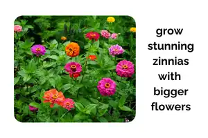 Grow Stunning Zinnias Indoors With Bigger Flowers