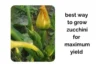 The Best Way to Grow Zucchini Indoors for Maximum Yield - Post Thumbnail