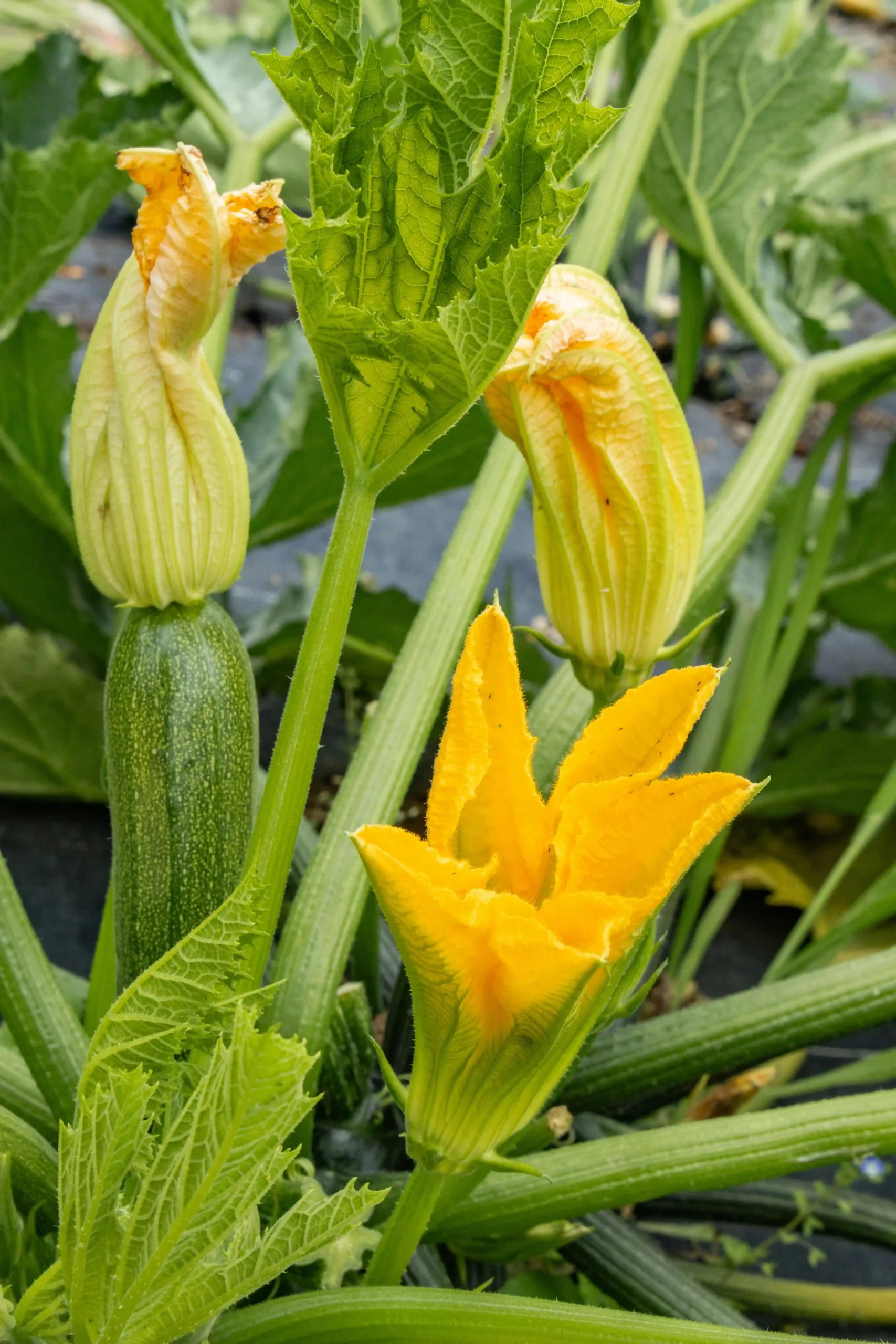 zucchini